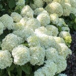 White clusters of flowers create large conical shaped bloom heads in creamy white tones.