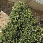 Top portion of tall Oakland Holly against brick house.