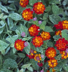 Red and orange-gold blooms on mint green variegated foliage.