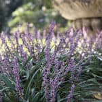 Purple blooms and green foliage of Cleopatra Liriope.