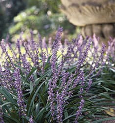 Purple blooms and green foliage of Cleopatra Liriope.