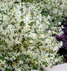 Snow white delicate string-like petals of Emerald Snow Loropetalum blooms.