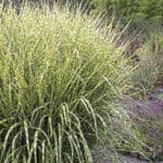 Gold Breeze Miscanthus variegated grass.