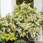 White bell-shape blooms cover Mountain Snow Pieris in a container.