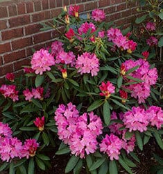 Dark pink blooms of Brandi Southgate Rhododendron against brick house