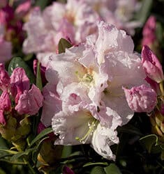 Close up on Breeze Southgate Rhododendron light pink blooms and dark pink buds.