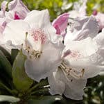 Grace Southgate Rhododendron close up on bloom