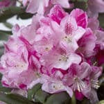 Splendor Southgate Rhododendron close up on bloom