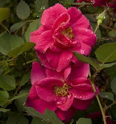 All A Flutter Pink Shrub Rose