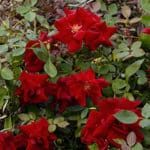 Red blooms of Majesty Shrub Rose