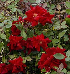 Red blooms of Majesty Shrub Rose
