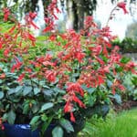 Bright red blooms on tall stems surrounded by green foliage of Ember's Wish Salvia nestled in blue container