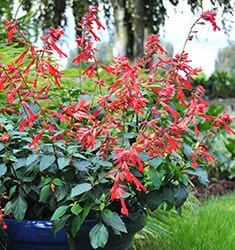 Bright red blooms on tall stems surrounded by green foliage of Ember's Wish Salvia nestled in blue container