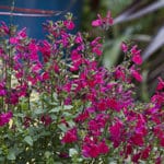 Cranberry colored blooms of Killer Cranberry Salvia in the landscape