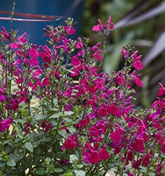 Cranberry colored blooms of Killer Cranberry Salvia in the landscape