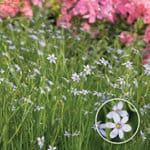 Green grass with small pale violet flowers
