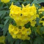 Lydia Tecoma with bright yellow blooms on green foliage in close up