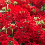 Bright red blooms on a mounding habit of EnduraScape Red Verbena