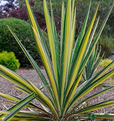 Green and yellow striped variegated needle-like tall upright leaves