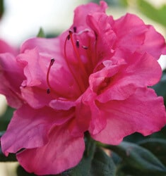 Pink ruffled double bloom of Encore Azalea Autumn Rouge
