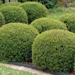 Dwarf Yaupon holly bushes sculpted into round shrubs in the landscape.